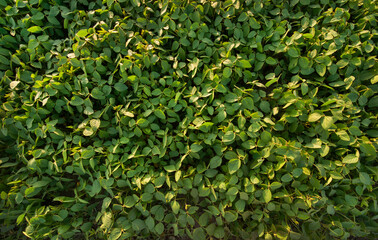 green soybean leaves, top view of field and soybean plants