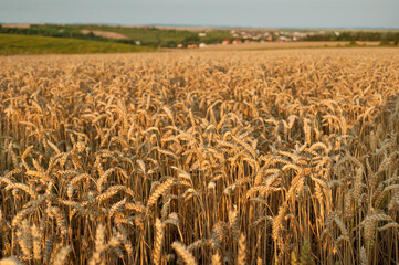 wheat field with golden ears ripe for harvesting, top view