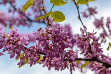 Cercis canadensis Canadian crimson, pink flowers macro, background