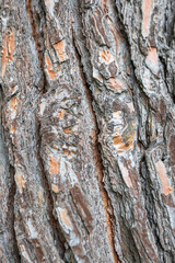 texture of old pine bark, close-up. background