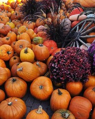 Autumn harvest of pumpkins on a sunny day.