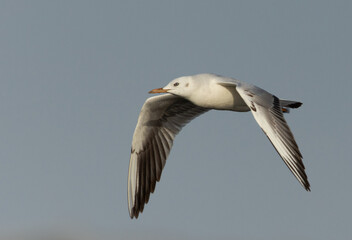 Obraz premium Sender-billed gull flying at Asker marsh, Bahrain