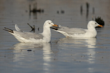 A pair of Slender-billed gull at Asker marsh, Bahrain