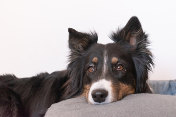 Young female dog with black fur lying on the sofa with his head on a gray cushion.