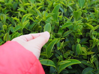 The left hand of a woman in an orange shirt picks up tea leaves at the tea plantation in the morning. Organic tea leaves in a mountain farm in Chiang Rai, Thailand. Close-up picking leaf in a farm.
