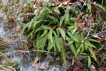Closeup on a evergreen Deer fern, Struthiopteris spicant in the forest