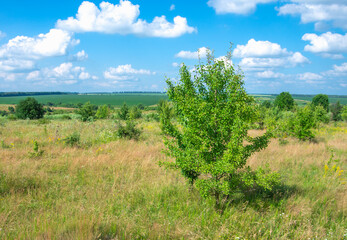 Fototapeta na wymiar green meadow and blue sky with clouds in summer