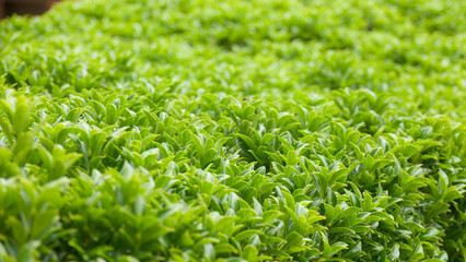 Seto de arbusto de hojas verdes