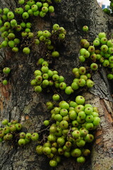 Cluster of Ficus racemosa or fig or Indian fig fruit on tree in Jakarta, Indonesia.