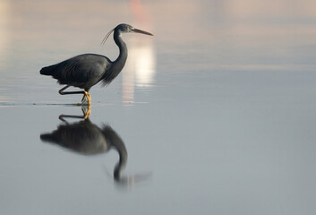Western reef heron and dramatic reflection, Bahrain