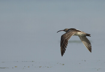 Whimbrel flying in the morning hours at Eker creek,  Bahrain