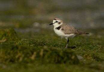 Kentish Plover on green at Eker creek, Bahrain