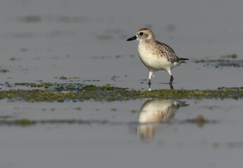 Closeup of a Grey plover at Eker creek of Bahrain during low tide