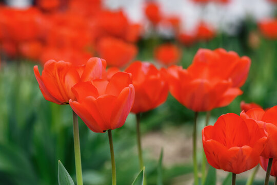 bunch of red tulips outdoors. easter background with flowers