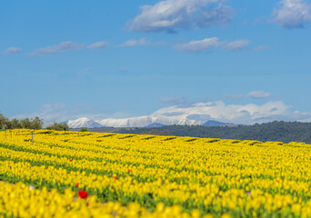 champs de tulipe jaune en Provence, dans le sud de la France, avec les montagnes enneigés au loin.