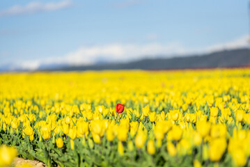 Coquelicot rouge seul au milieu d'un champs de tulipe jaune en Provence, dans le sud de la France