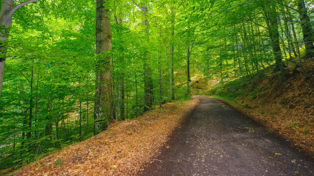 forest trail in beautiful woodland scenery. nature background in summer