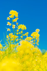 A large sea of rape flowers in full bloom on a sunny spring day
