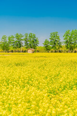 A large sea of rape flowers in full bloom on a sunny spring day
