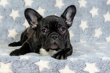 A French bulldog puppy is lying on the sofa and looking at the camera.