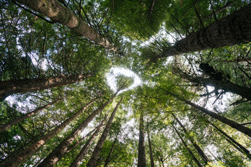 Vista hacia arriba de un bosque con arboles altos