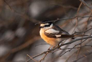 Masked shrike perched on tree, Bahrain