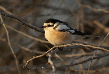 Masked shrike perched on tree, Bahrain