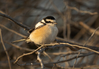 Portrait of a Masked shrike perched on tree, Bahrain