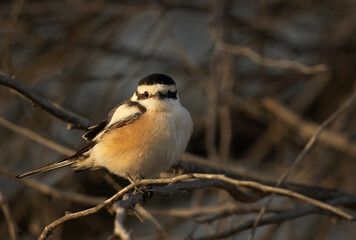 Masked shrike perched on tree at Hamala, Bahrain