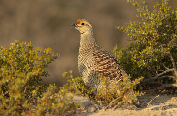Closeup of a Grey francolin at Hamala, Bahrain