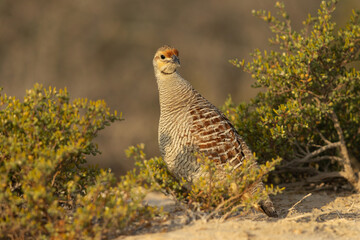 Grey francolin in the morning hours at Hamala, Bahrain