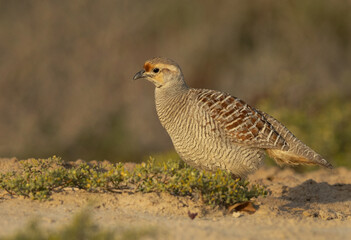Closeup of a Grey francolin at Hamala, Bahrain