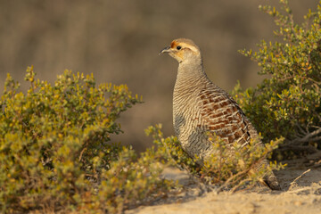 Closeup of a Grey francolin at Hamala, Bahrain