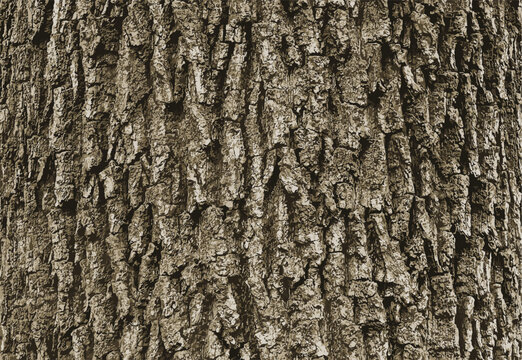 Acer tataricum L bark vector illustration. Tartar maple texture or background
