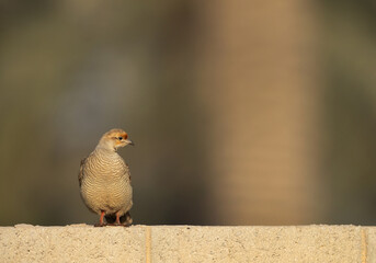 Grey francolin perched on wall at Hamala, Bahrain