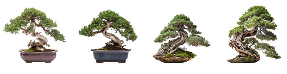 Group of juniper Bonsai potted plants. Isolated on transparent background. Created using Generative AI.