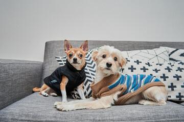 Retrato de un chihuahua junto a su amigo sentados en un sofá