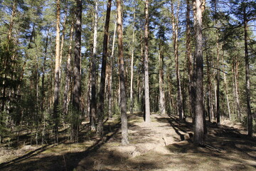 a hill in a pine forest