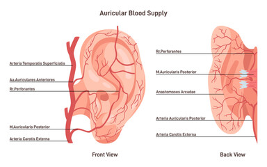 Auricular blood supply. External ear blood vessels, veins and arteries