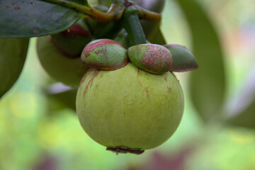mangosteen green fresh mangosteen on the tree mangosteen queen of asian fruits tropical fruit