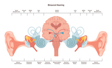 Binaural hearing. Human ability to hear in two ears. Auditory pathways