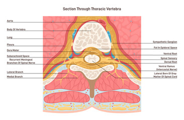 Cross section through thoracic vertebra. Spinal cord anatomy. Middle segment - obrazy, fototapety, plakaty