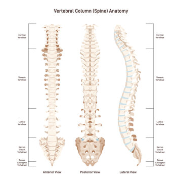 The human spine. Vertebral column sites. Anterior, posterior and lateral