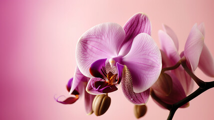 Mesmerizing Beauty: Stare in Awe at Our Pink Orchid. Ai Generative.