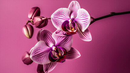 A Symbol of Love: Gift a Pink Orchid to Someone Special. Ai Generative.