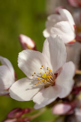 Fototapeta na wymiar Selective focus of sakura blossom. Trees coming into flower in spring. Macro, blur background.