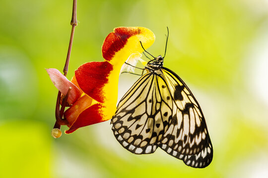 Mangrove Tree Nymph - Idea leuconoe, beautiful black and white buttefly from Southeast Asia.