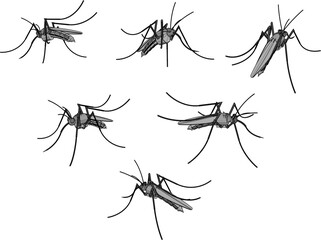 Vector illustration sketch of a disease-causing blood-sucking mosquito