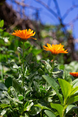 Officinal calendula flower