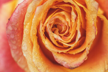 Fototapeta na wymiar red and yellow rose with drops og water close-up. flower background